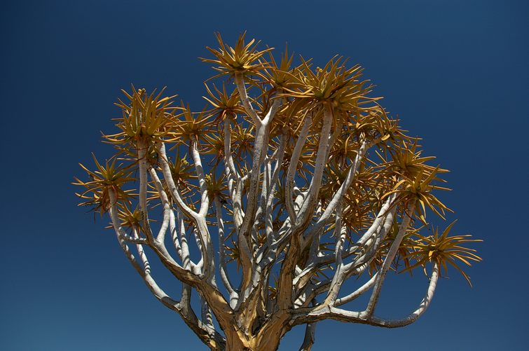 095 Namibia Okt 2006 .jpg